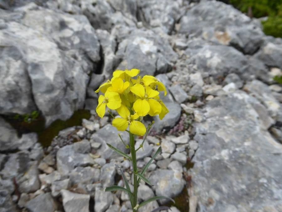 Wald-Schöterich 4