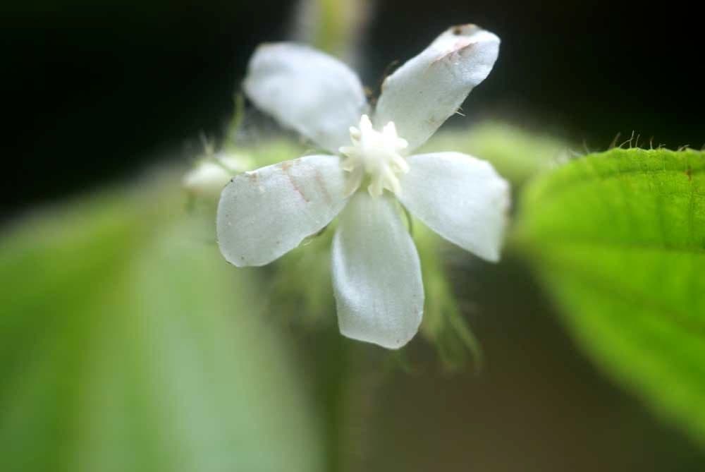 Clidemia 2