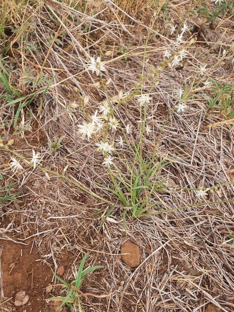 Trachyandra saltii 11