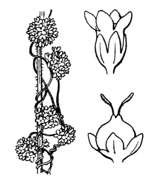 Cuscuta 26