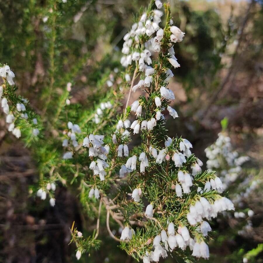 Portugiesische Heide 4