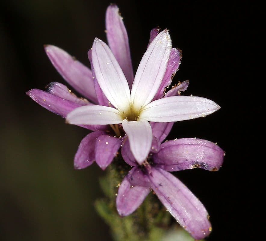 Lessingia 5