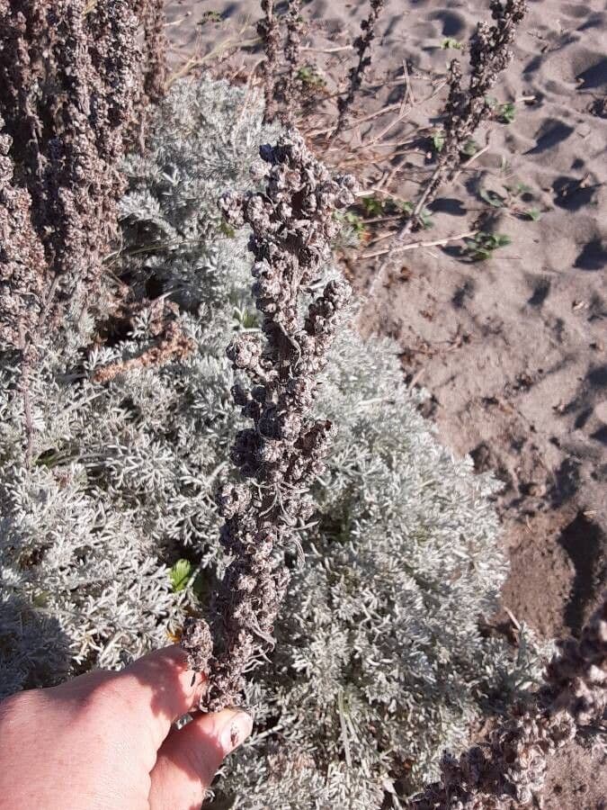 Artemisia pycnocephala 5