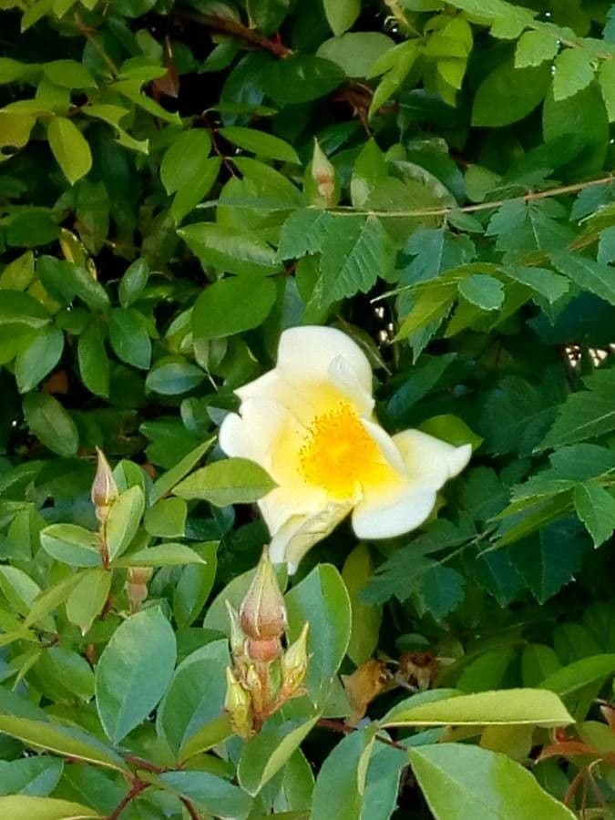 Rosa gialla 18
