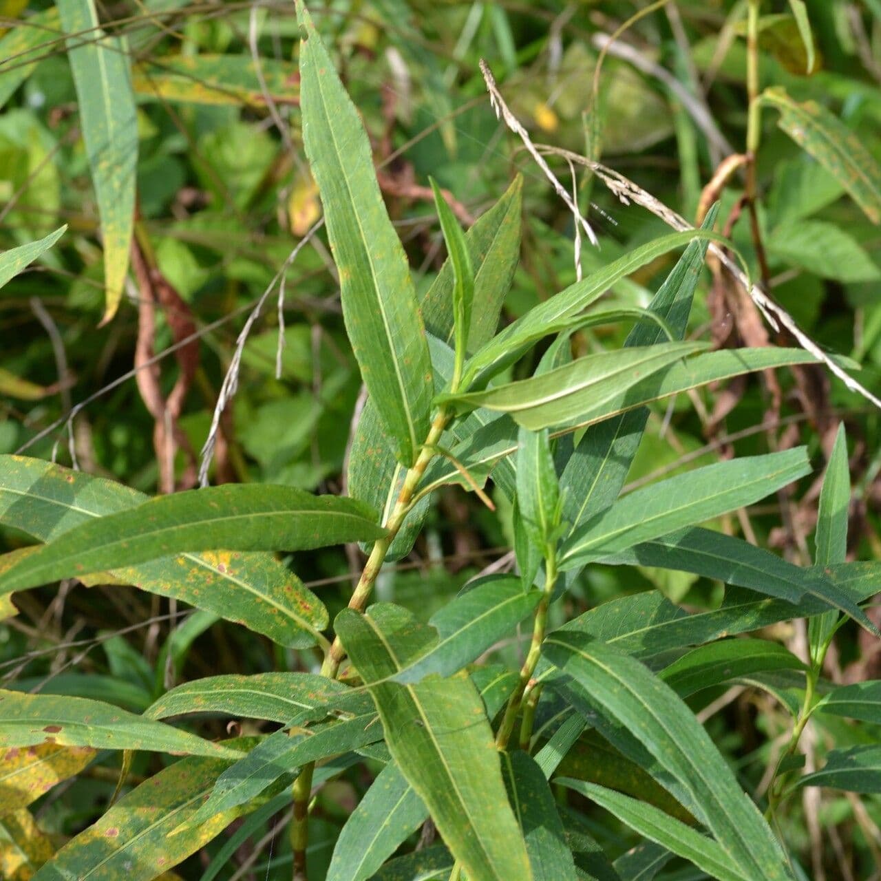 Poligono anfibio 8