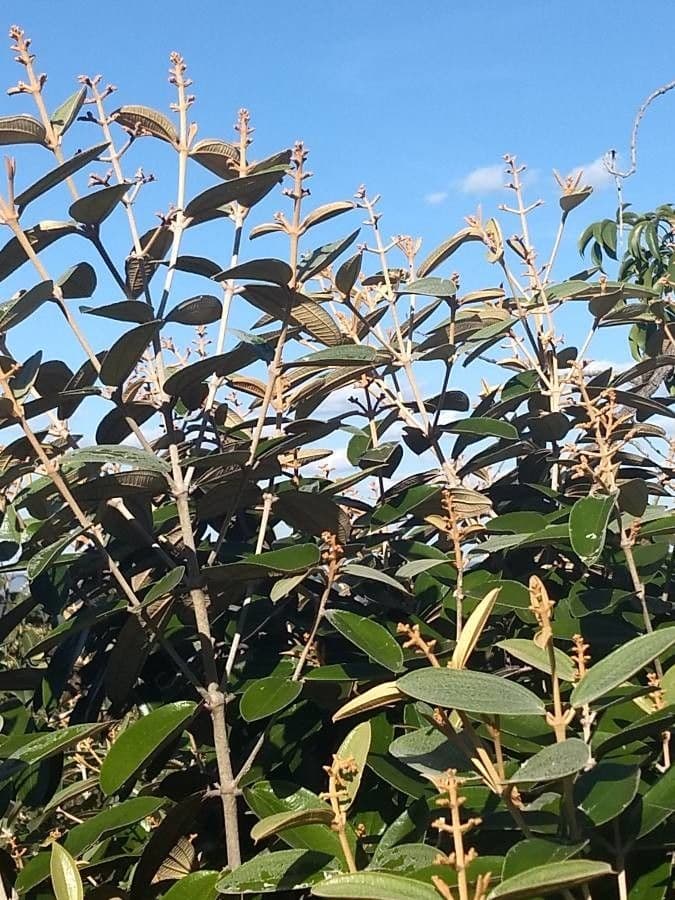 Miconia bianca 7