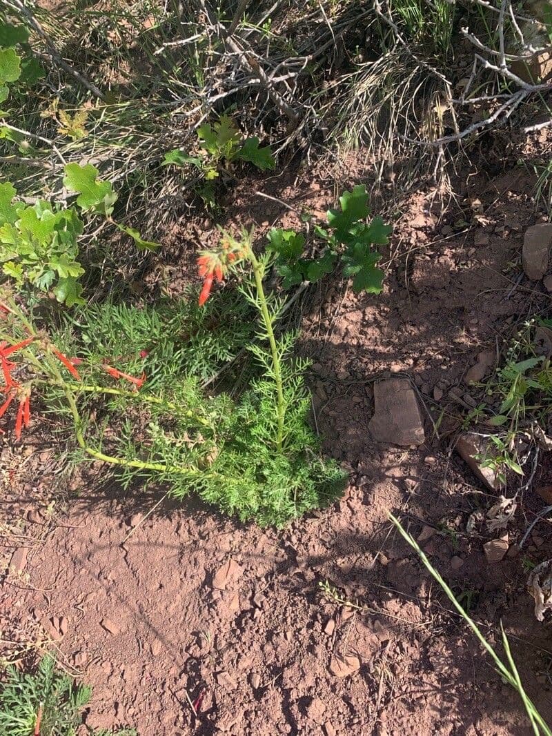 Ipomopsis wąskorurkowata 11