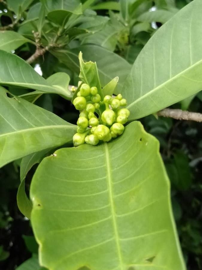 Tabernaemontana 2