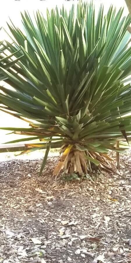 Sisal 18