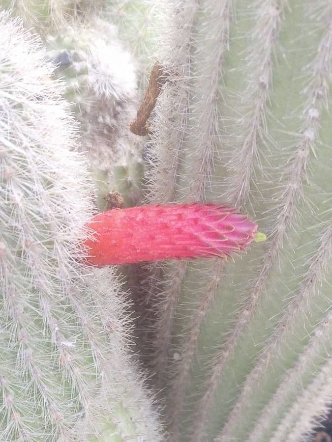 Cleistocactus 3