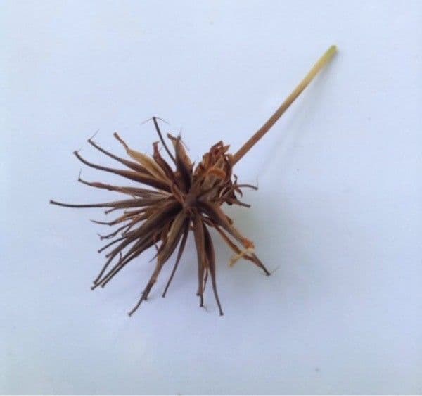 Coreopsis grandiflora 3