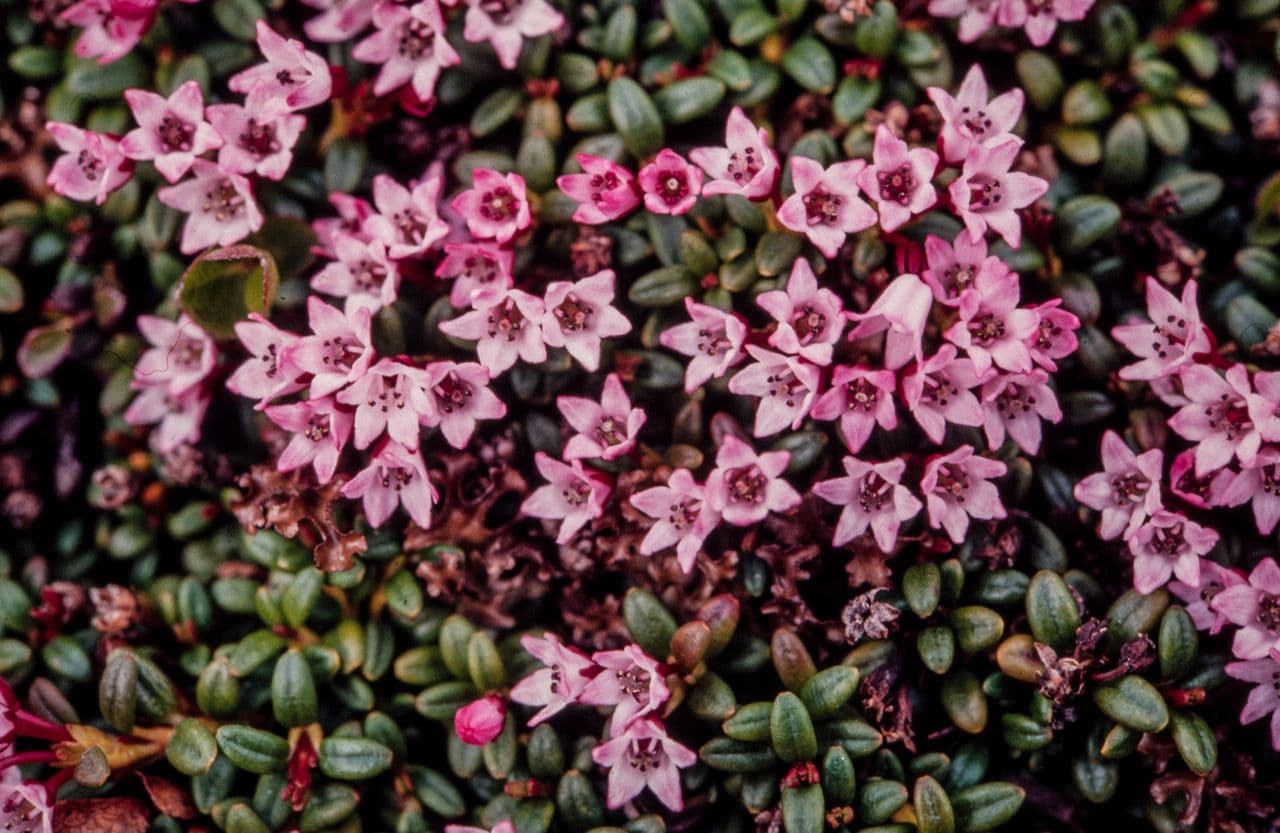 Azalea rastrera 2