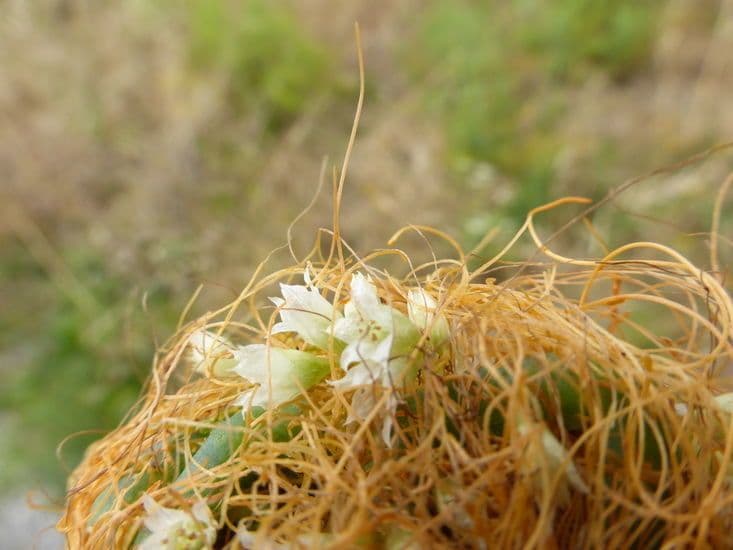 Cuscuta delle saline 6