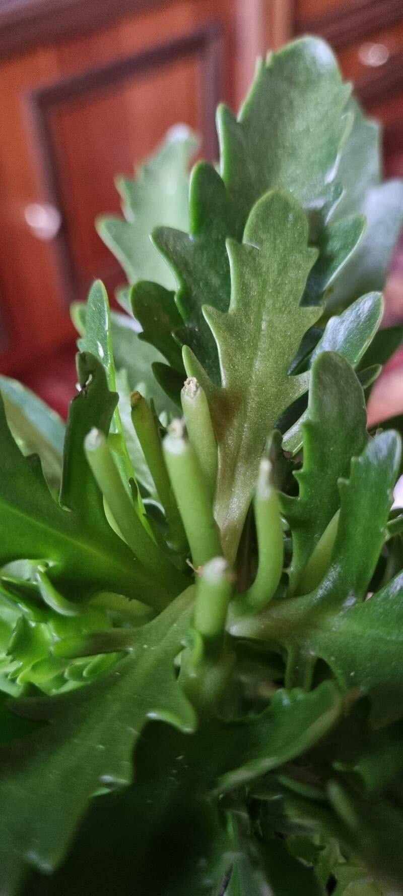 Kalanchoe