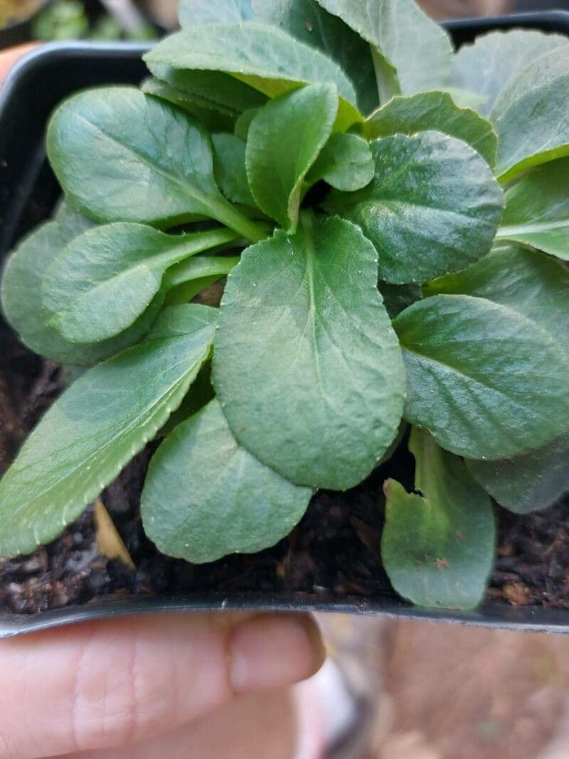 Lobelia puberula 12