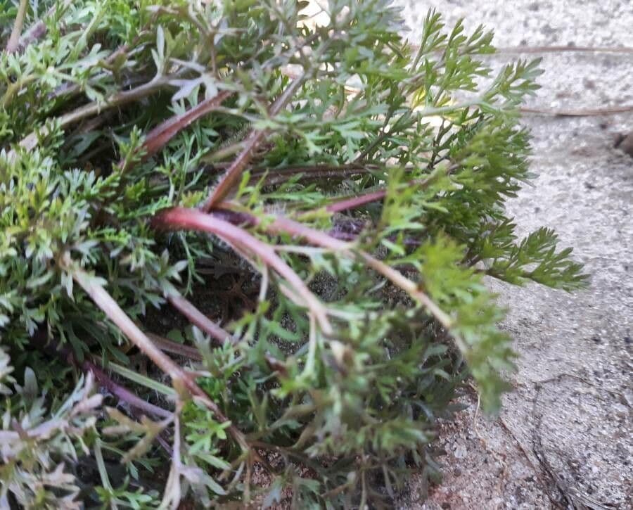 Soliva sessilis 15
