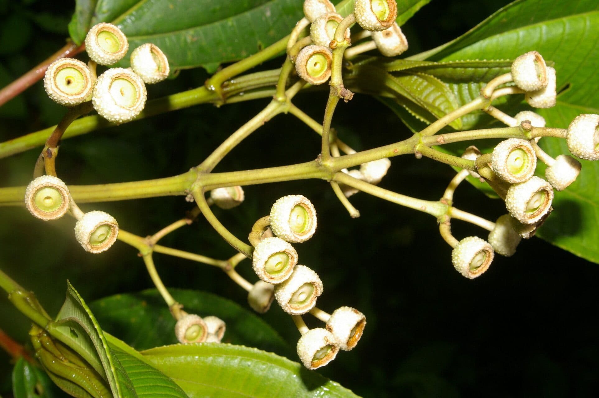Axinaea