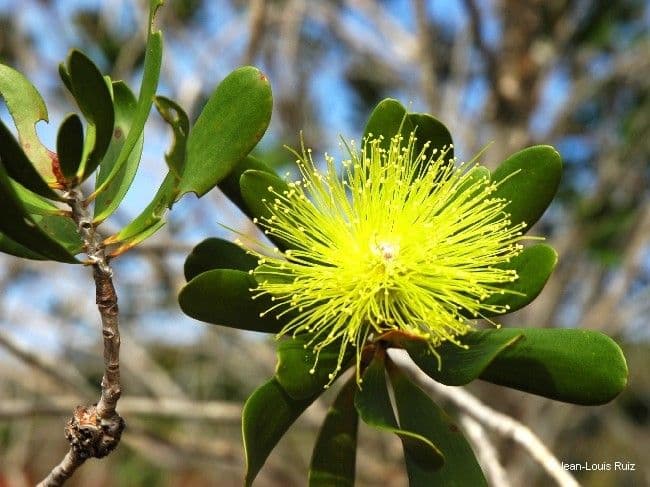 Melaleuca 7