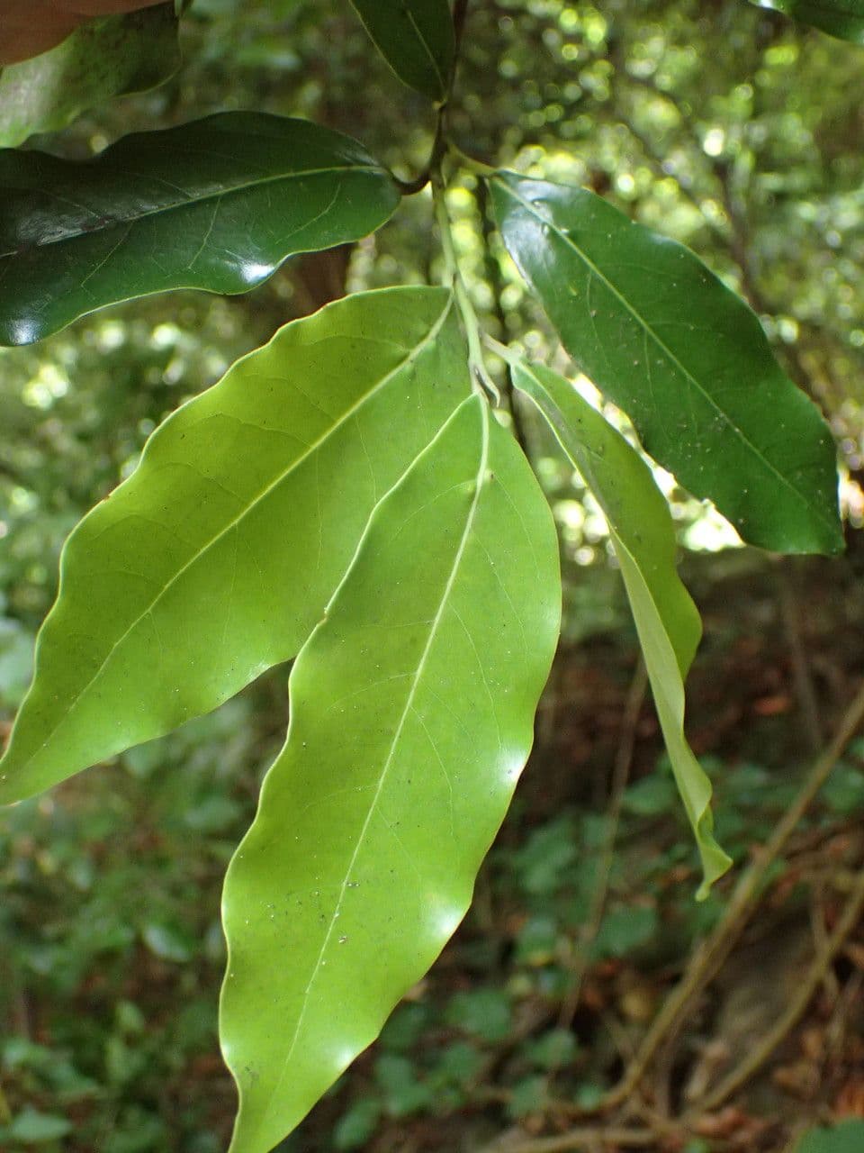 Ocotea 15