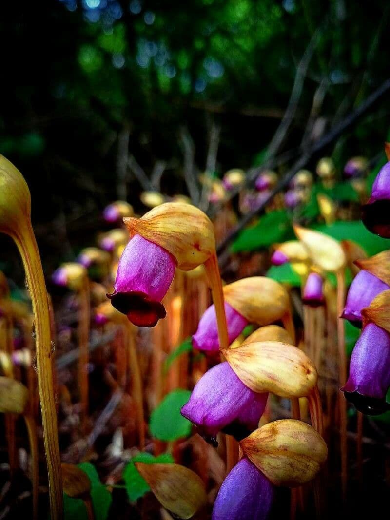 Aeginetia indická 2