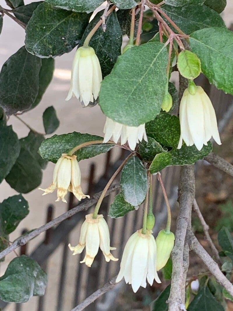 Maiglöckchenbaum 7