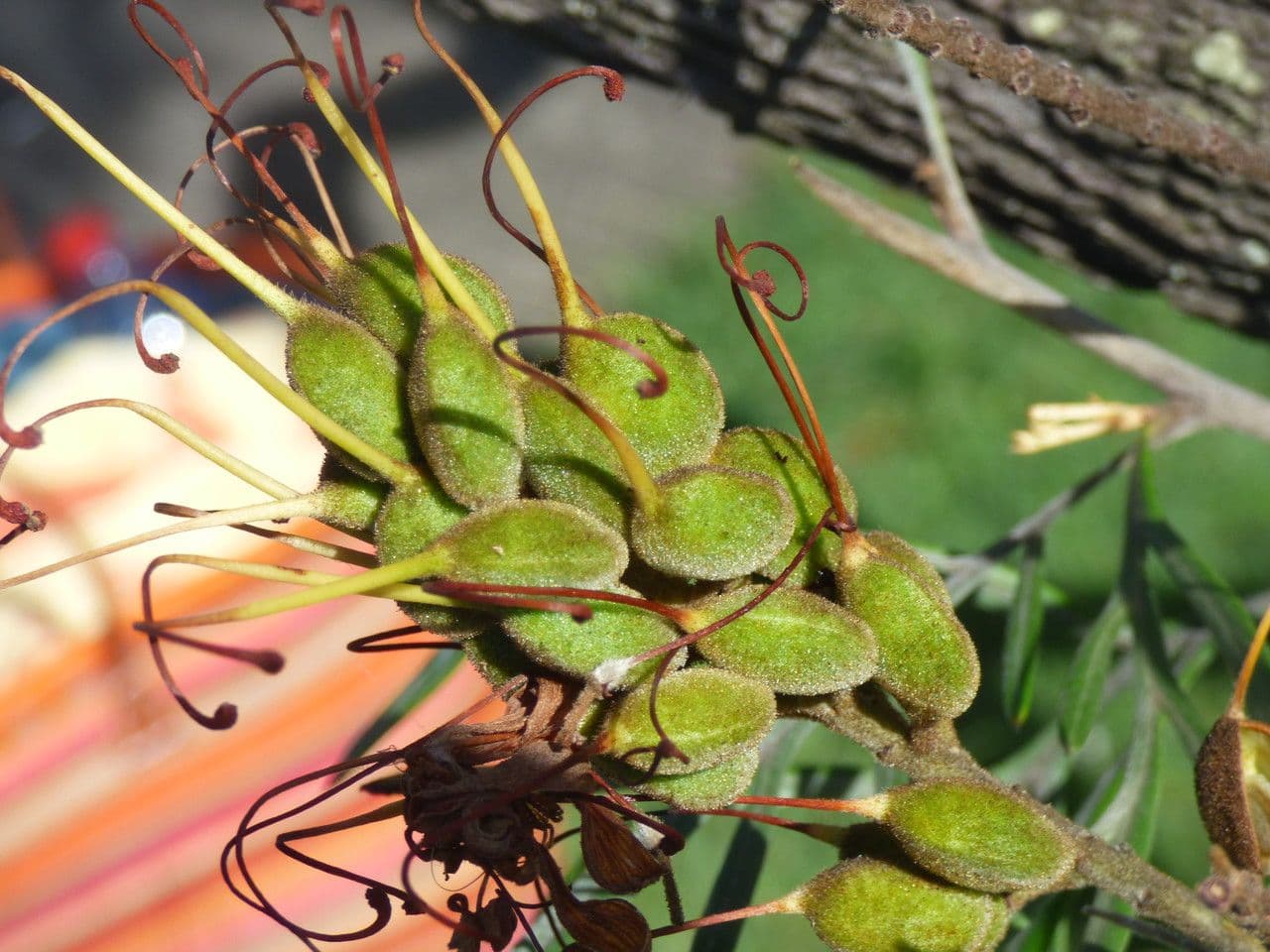 Grevillea 3
