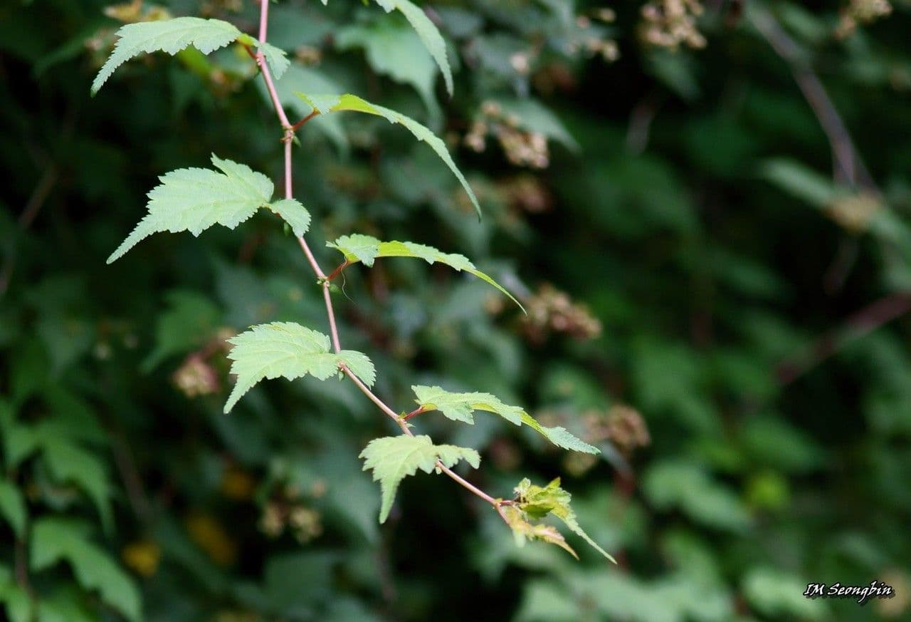 Neillia incisa 10