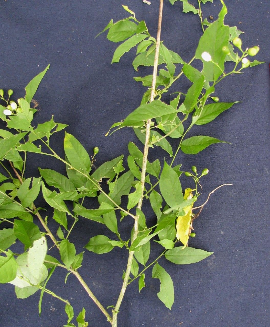 Cestrum 11