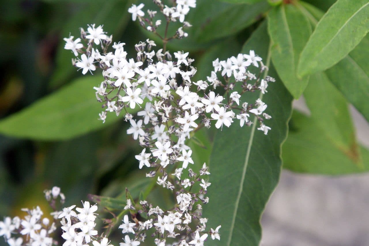 Gypsophila 2