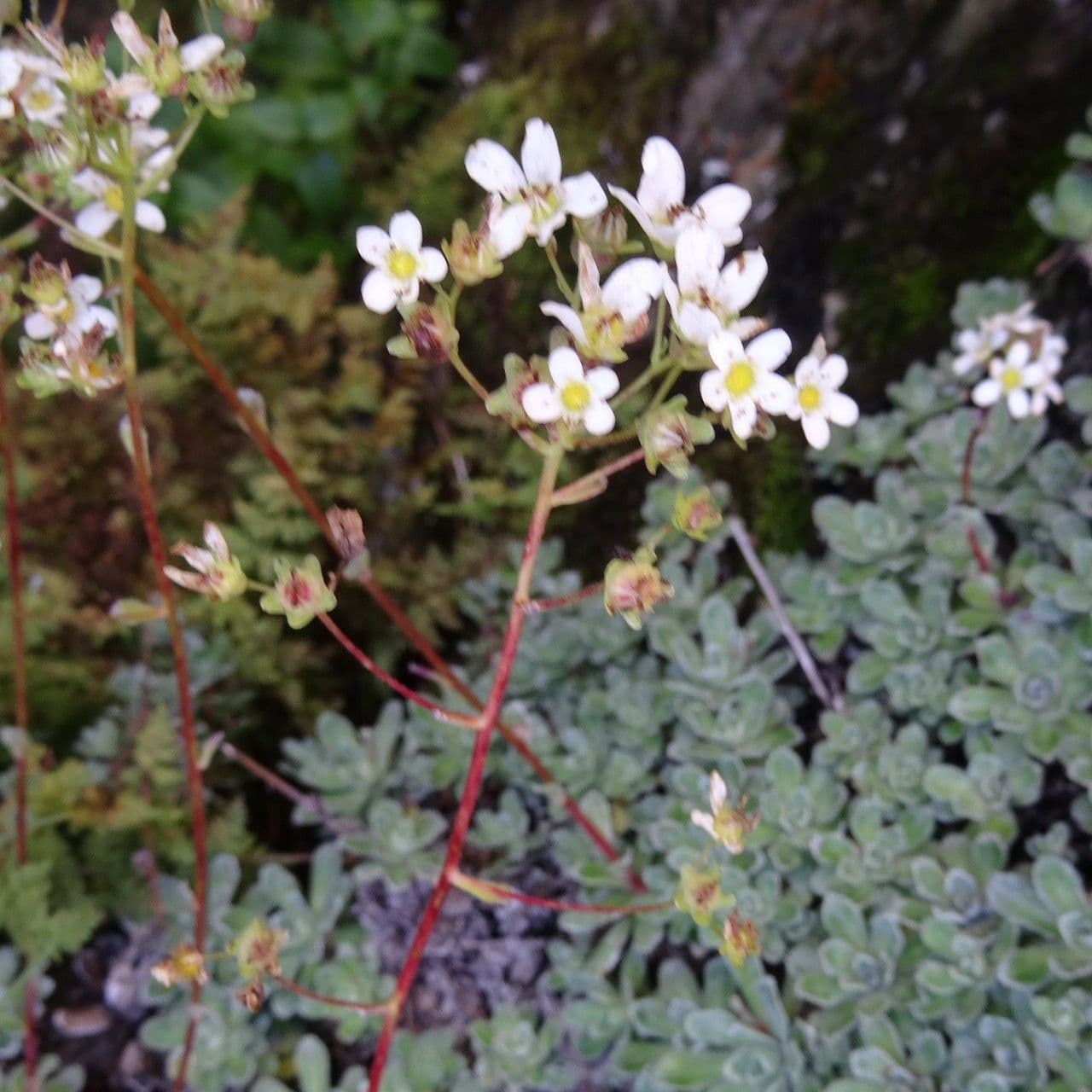 Saxifrage paniculée 30