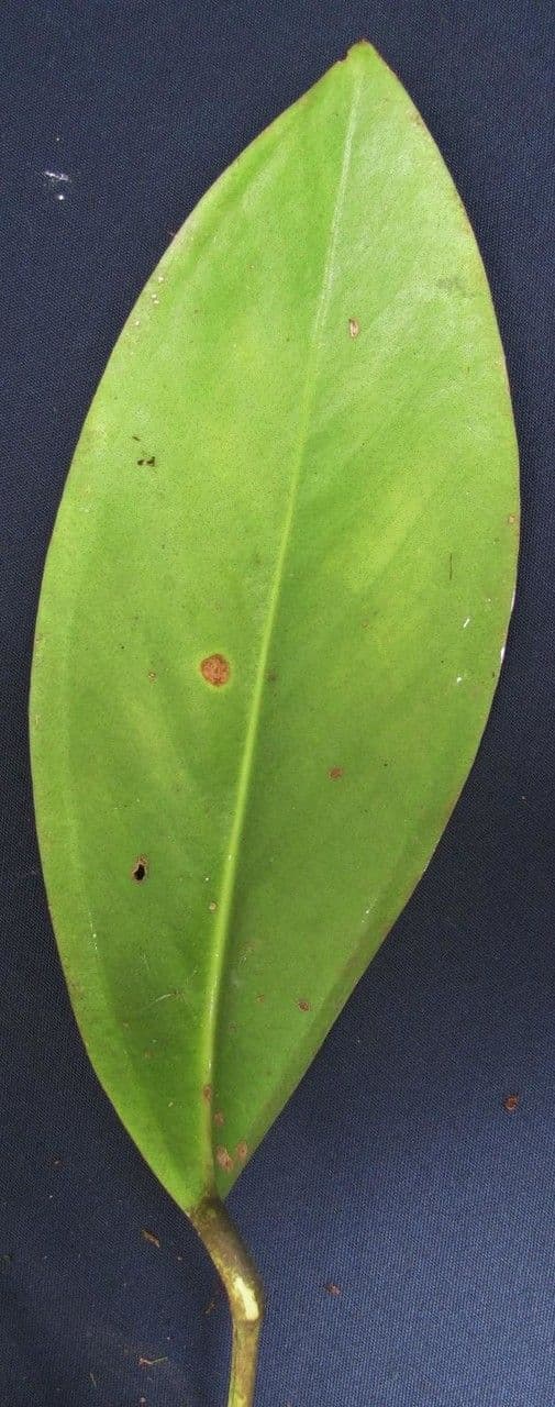 Anturio 6