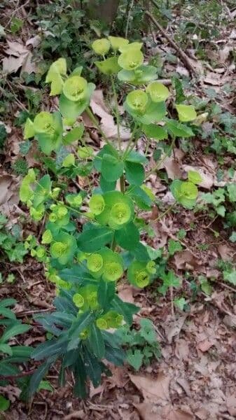 Euphorbe des bois 8