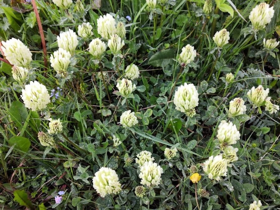 Sulphur clover 7