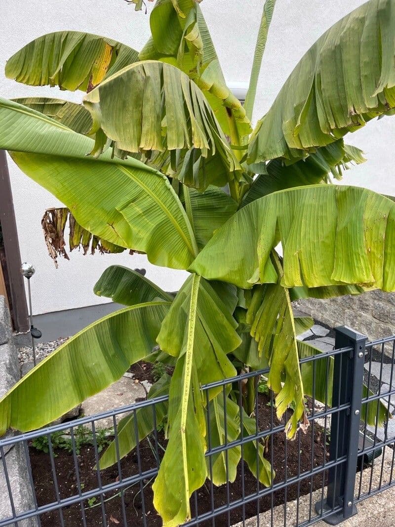 Plátano 18