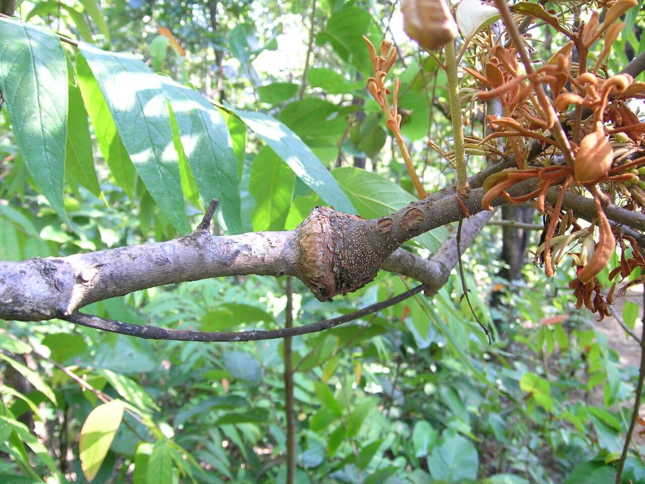 Scurrula parasitica 9