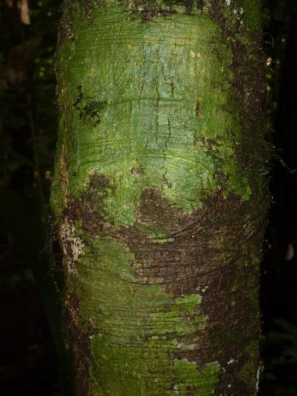 Dodecastigma