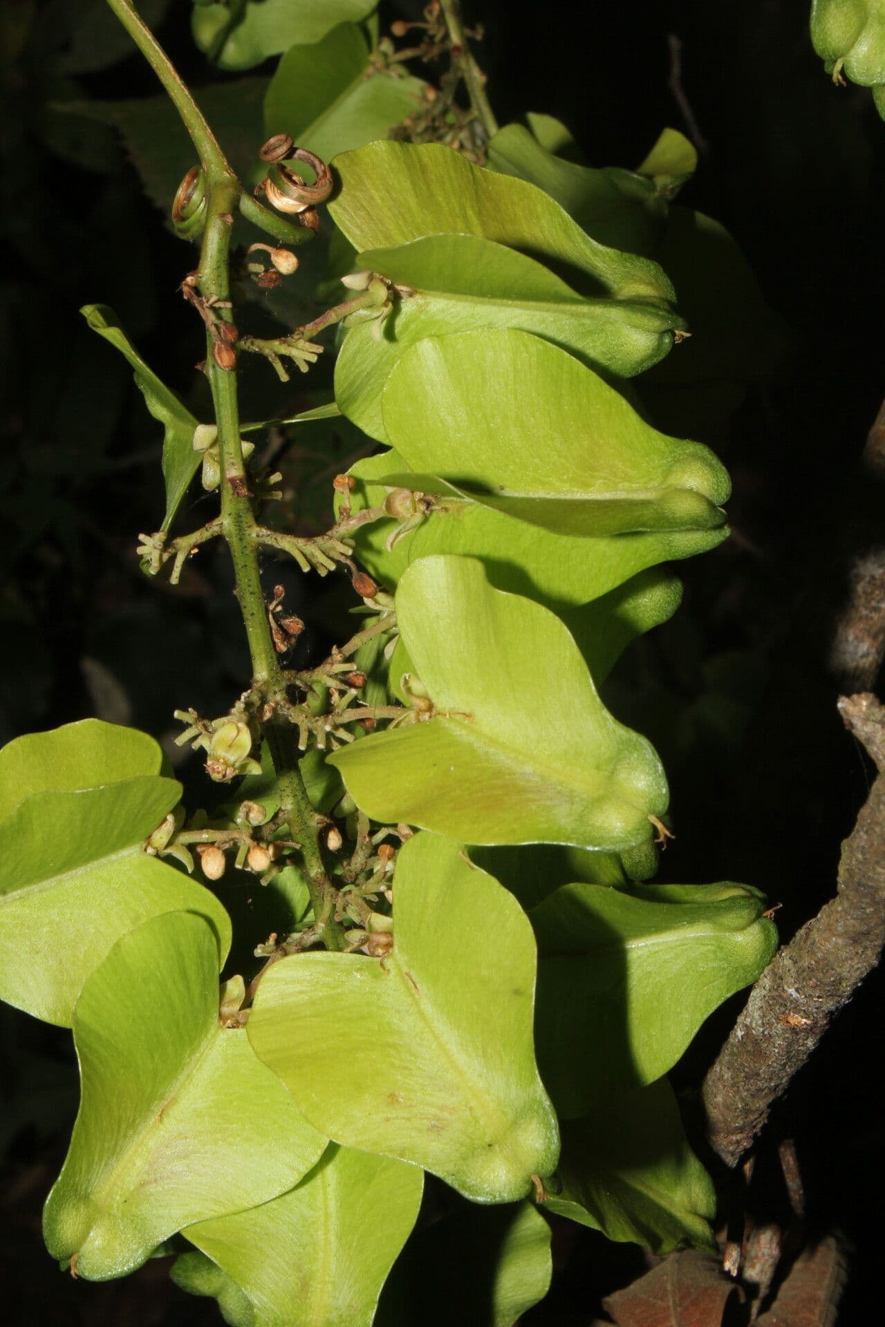 Serjania 12
