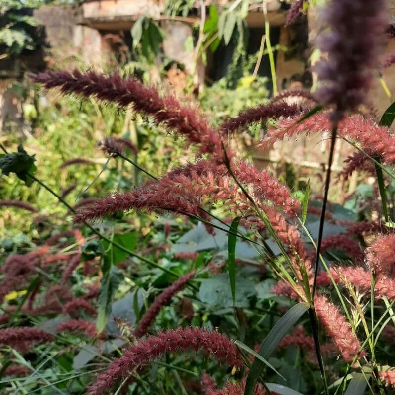 Erba fontana pelosa 2