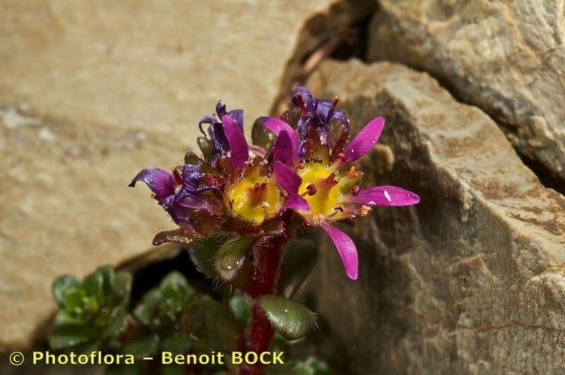 Sassifraga biflora 18