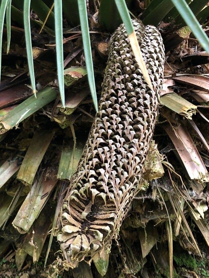 Macrozamia 3