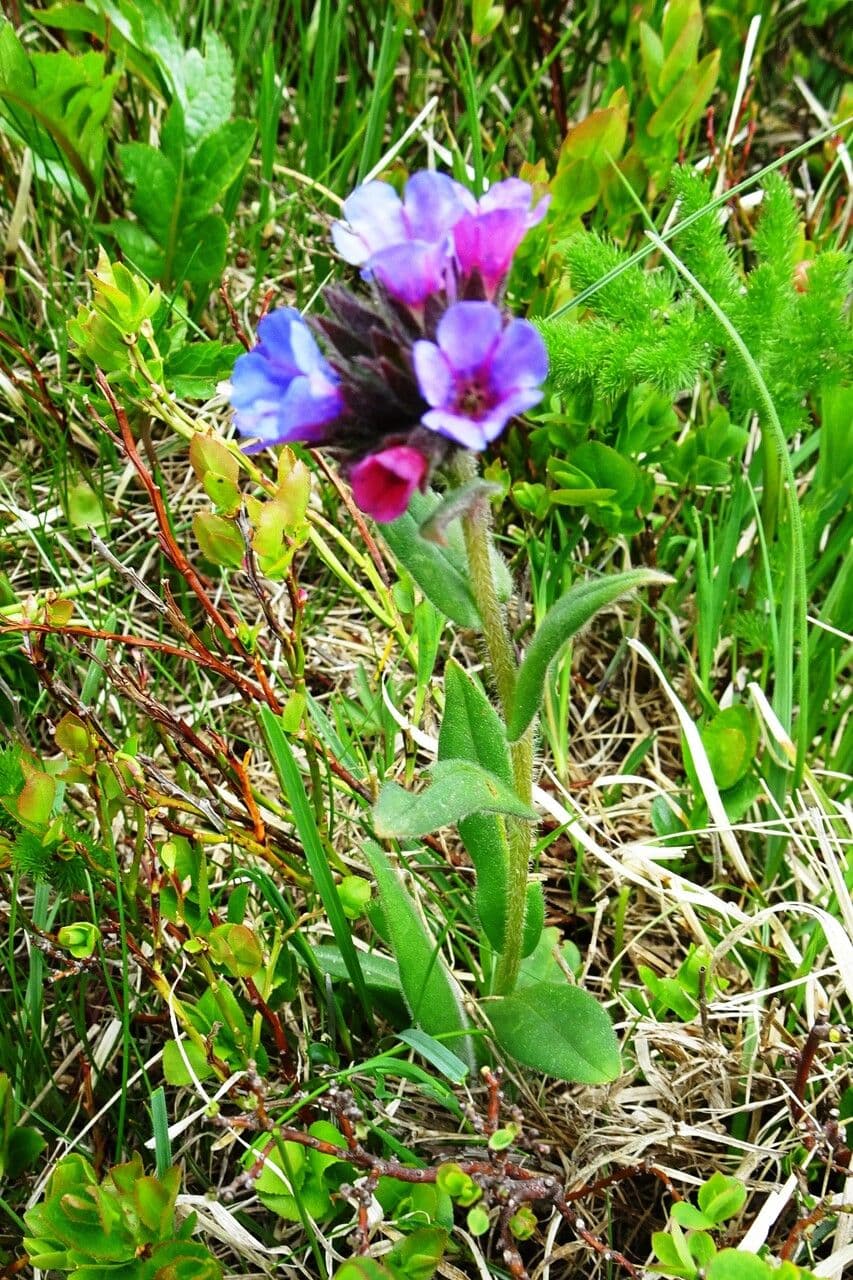 Polmonaria montana 13