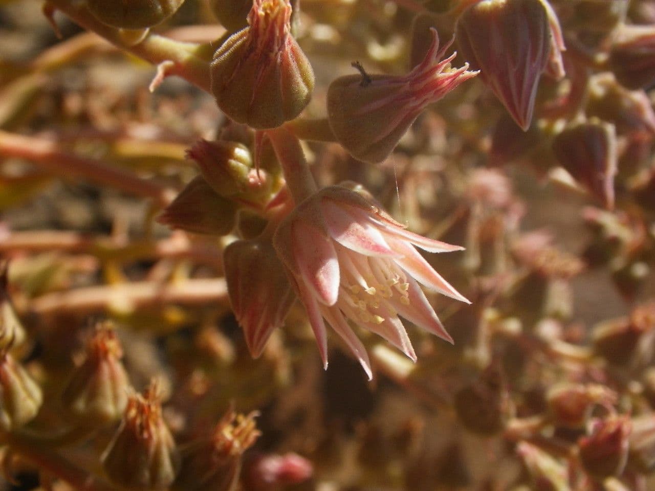 Aeonium 5