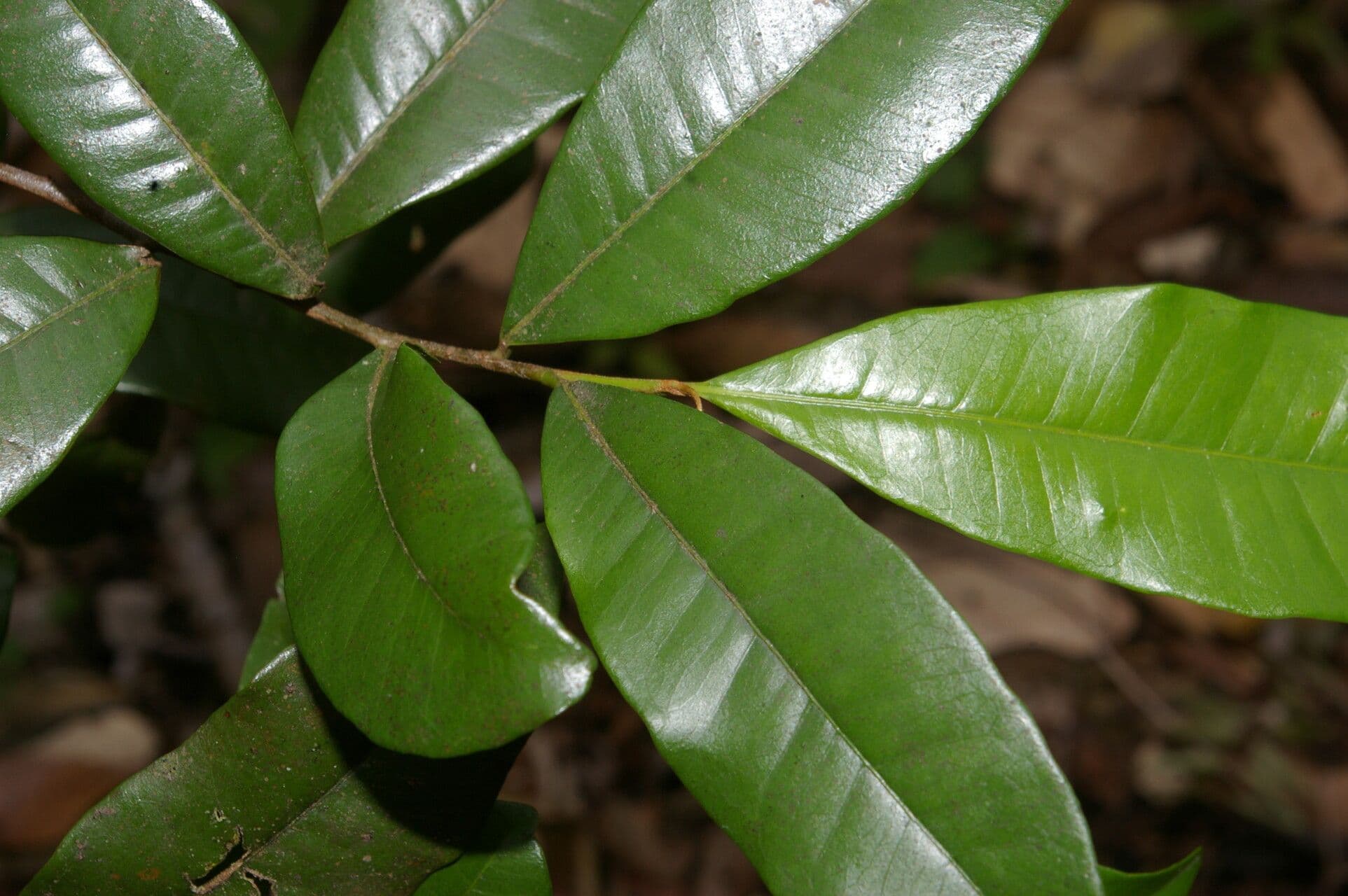 Sideroxylon