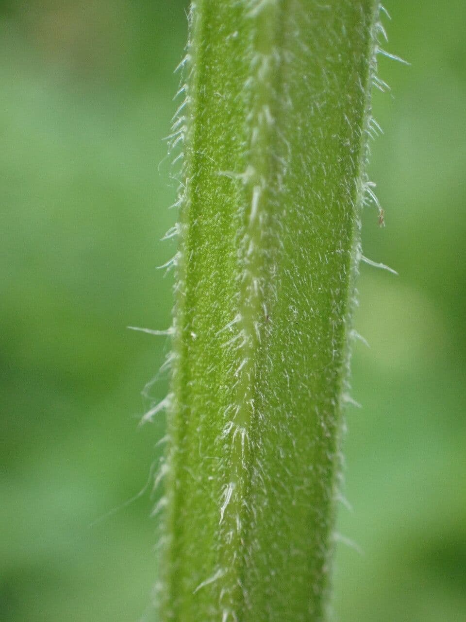 Betonica palustre 25