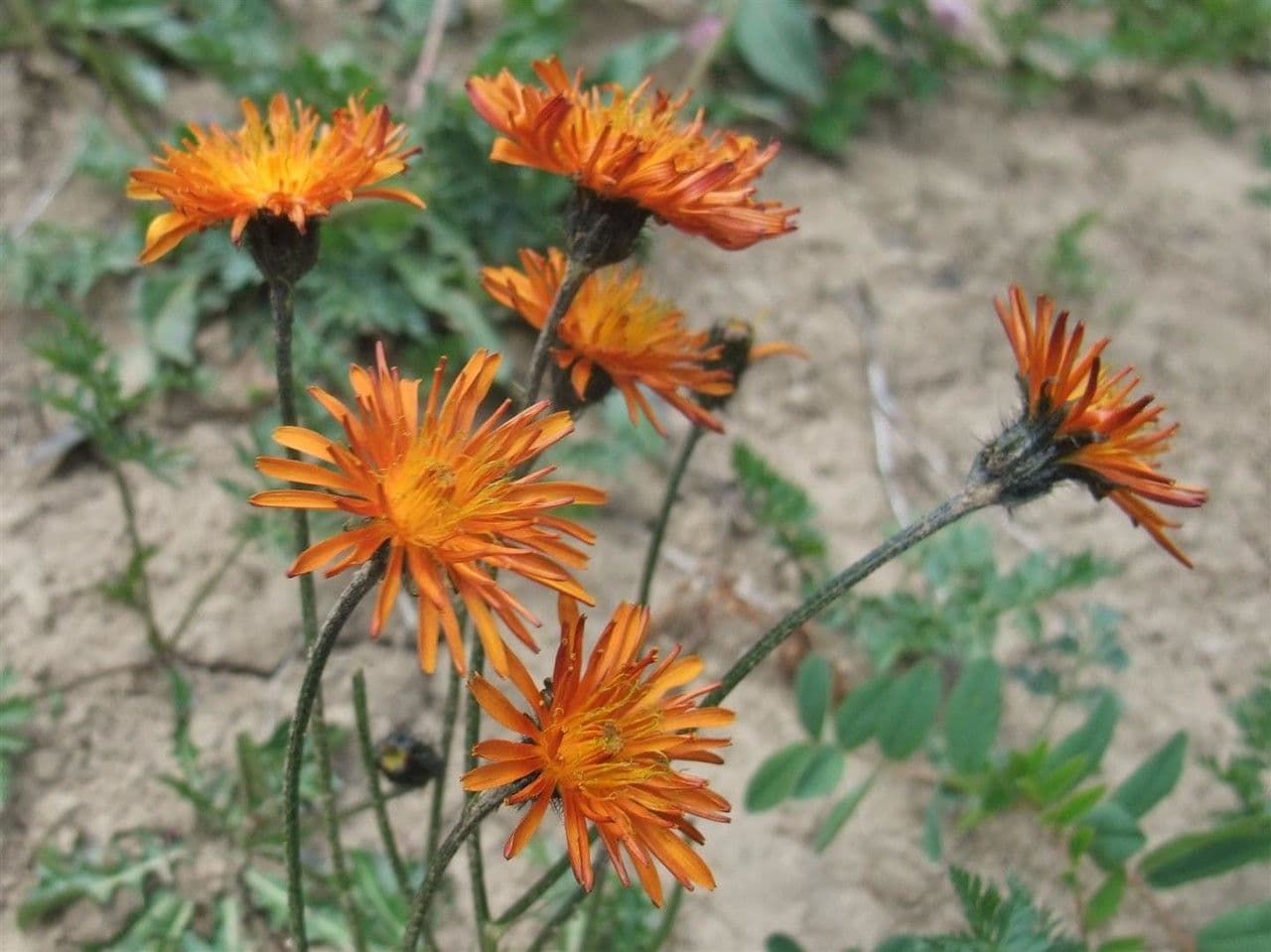 Crepis aurea