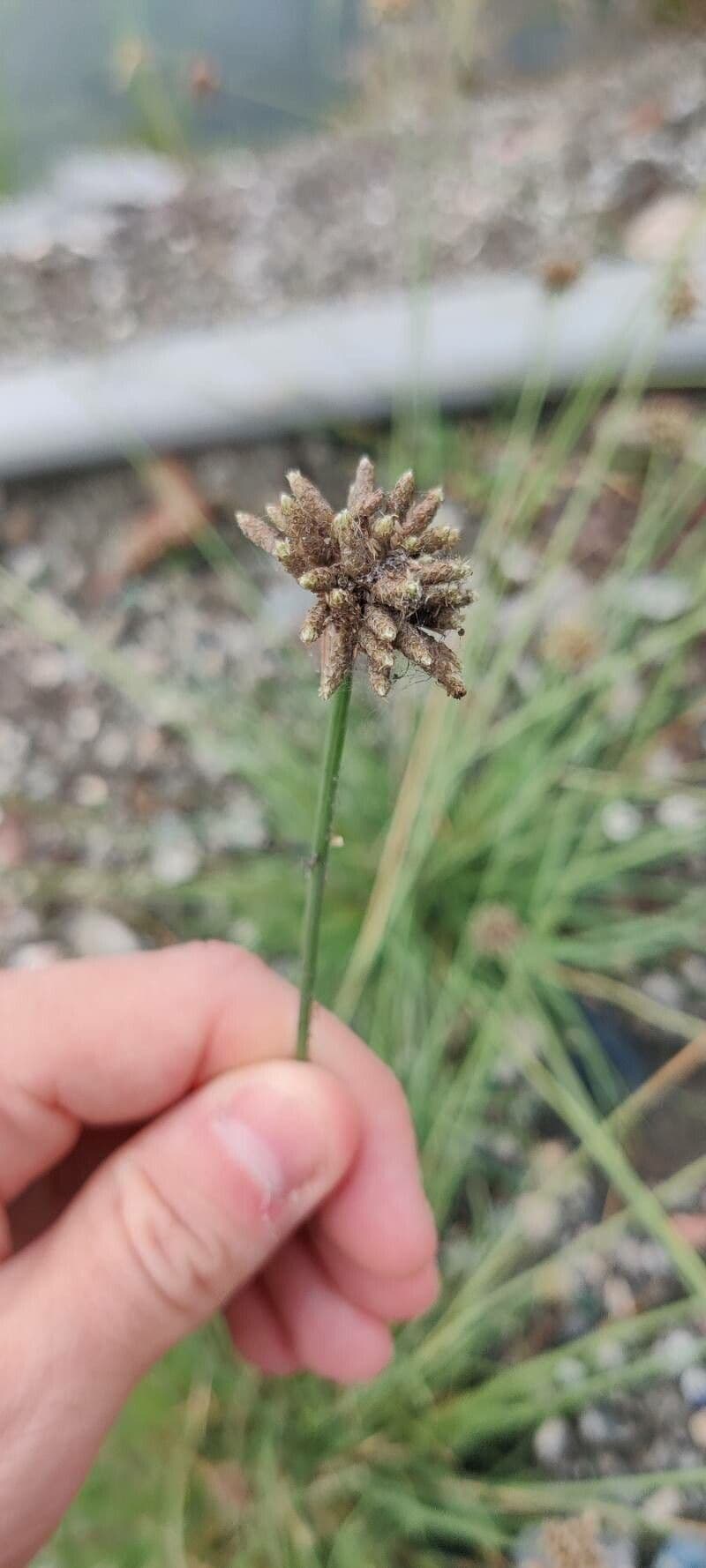 Fimbristylis cymosa
