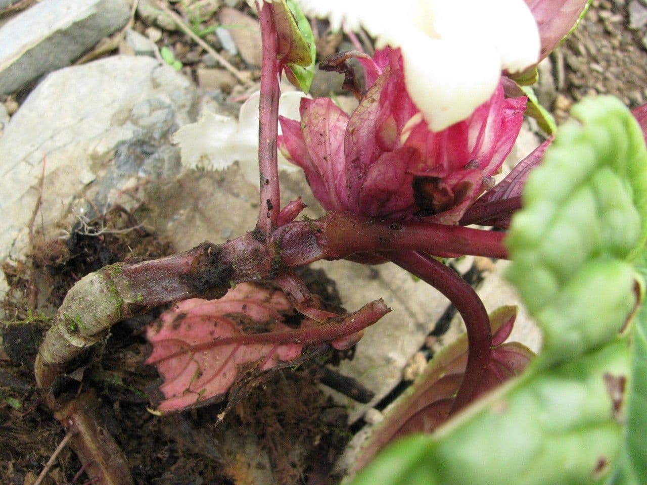 Drymonia 15