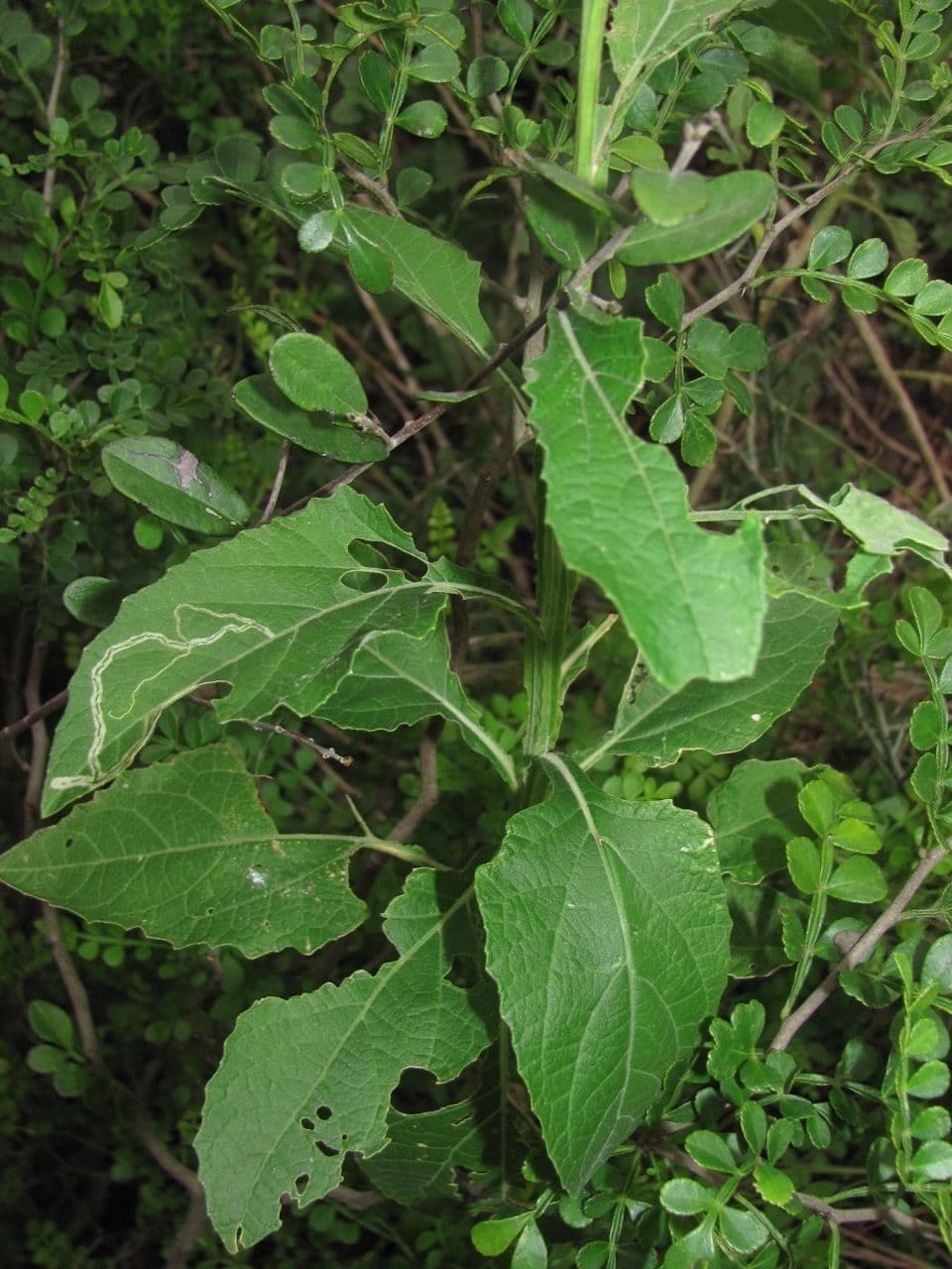 Verbesina microptera 14