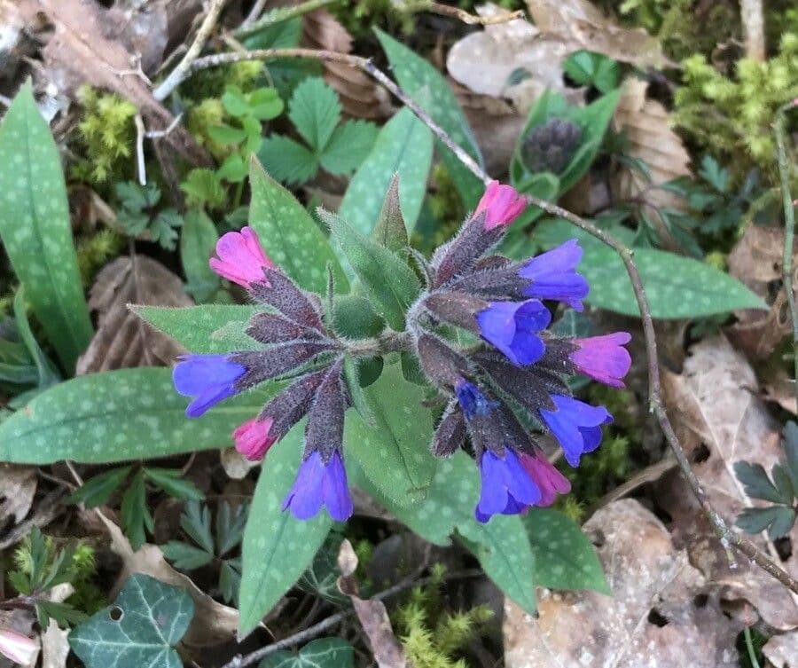 Polmonaria montana 19