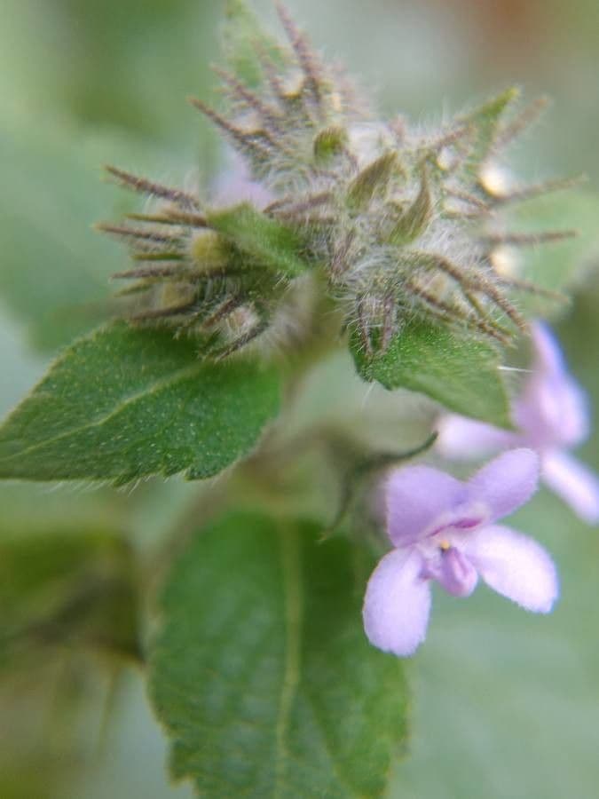 Hyptis 9
